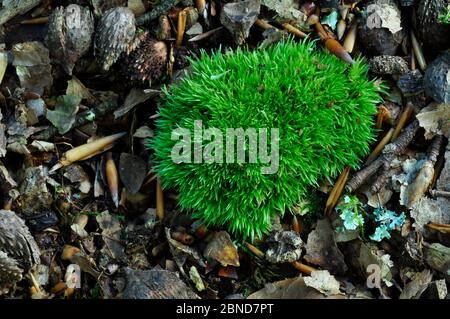 Kissen Moos (Leucobryum glaucum) Moos. New Forest, Hampshire, Großbritannien September. Stockfoto