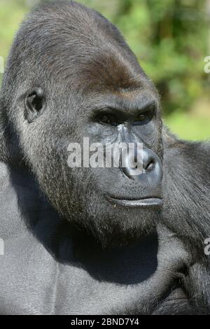 Westliches Flachland-Gorilla (Gorilla Gorilla Gorilla) männliches Kopfportrait, gefangen im Zoo, beheimatet in Westafrika. Stockfoto