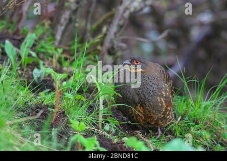 Sichuan Fasanenpartridge (Tetraophasis szechenyii), Mount Namjagbarwa, Yarlung Zangbo Grand Canyon National Park, Tibet, China. Stockfoto