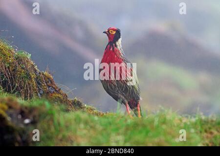 Blutfasan (Ithaginis cruentus) im Regen, Mount Namjagbarwa, Yarlung Zangbo Grand Canyon National Park, Tibet, China. Stockfoto