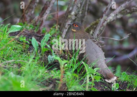 Sichuan Fasanenpartridge (Tetraophasis szechenyii), Mount Namjagbarwa, Yarlung Zangbo Grand Canyon National Park, Tibet, China. Stockfoto