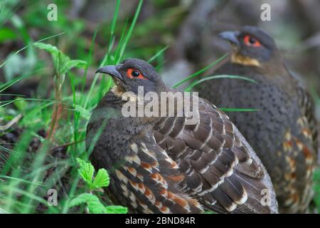 Sichuan Fasanenpartridge (Tetraophasis szechenyii) zwei auf dem Boden, Mount Namjagbarwa, Yarlung Zangbo Grand Canyon National Park, Tibet, China. Stockfoto