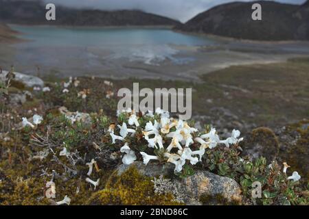 Blühende Pflanze (Diapensia himalaica), Mount Namjagbarwa, Yarlung Zangbo Grand Canyon National Park, Tibet, China. Stockfoto