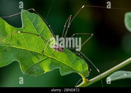 Weiblicher Harvestman (Leiobunum rotundum) auf Blatt im Busch, La Brenne, Frankreich, Juni. Stockfoto