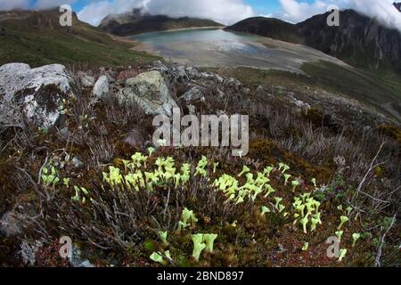 Blühende Pflanzen (Diapensia himalaica) in Landschaft, Mount Namjagbarwa, Yarlung Zangbo Grand Canyon Nationalpark, Tibet, China. Stockfoto