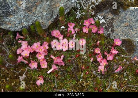 Blühende Pflanze (Diapensia himalaica), Mount Namjagbarwa, Yarlung Zangbo Grand Canyon National Park, Tibet, China. Stockfoto