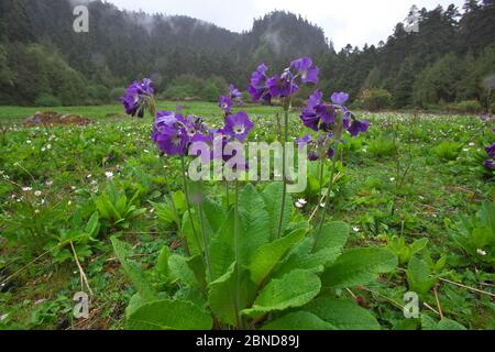 Moonlight Primel (Primula alpicola), Mount Namjagbarwa, Yarlung Zangbo Grand Canyon National Park, Tibet, China. Stockfoto