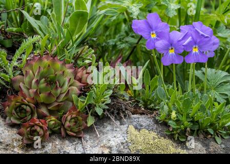 Gewöhnlicher Hauswurz (Sempervivum tectorum) und langsporniges Violett (Viola calcarata) in Blüte, Val Veny, Italienische Alpen, Italien, Juni Stockfoto