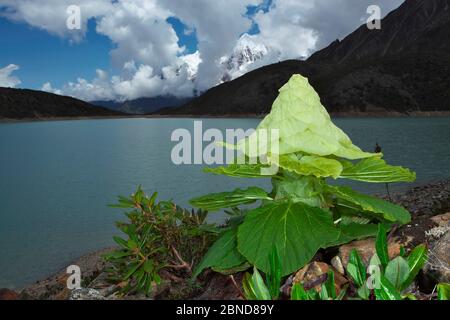 Edle Rhabarber (Rheum Nobile), Mount Namjagbarwa, Yarlung Zangbo Grand Canyon National Park, Tibet, China. Stockfoto