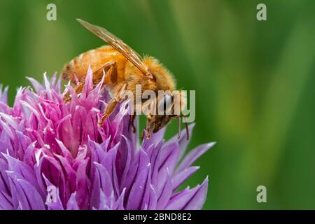 Italienische Kordovan-Biene (APIs mellifera ligustica), Unterart der westlichen Honigbienen (APIs mellifera), die Nektar von blühenden Schnittlauch sammelt, Belgien Stockfoto