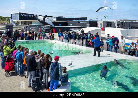 Tierpflege füttert kranke und verletzte Robben vor Besuchern des Ecomare Seal Sanctuary und Center for Nature and Marine Life, Texel, Niederlande Stockfoto