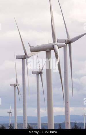 Whitelee Windfarm, Schottland, Großbritannien. Mai 2020. Im Bild: Die Whitelee Windpark gehört zu Scottish Power Renewables und ist mit 215 Turbinen der größte Onshore-Windpark Großbritanniens, der eine Gesamtleistung von 539 Megawatt Strom erzeugt, was für knapp 300,000 Haushalte ausreicht. Da die britische und die schottische Regierung eine Ausstiegsstrategie für die Sperrung des Coronavirus (COVID-19) planen, muss die Nachfrage nach einem erhöhten Stromverbrauch mit den Überlegungen und Verantwortlichkeiten von Klimaschutzplänen in Einklang gebracht werden. Quelle: Colin Fisher/Alamy Live News Stockfoto