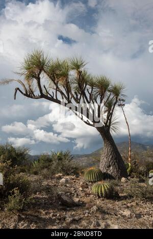 Pferdeschwanz-Palme (Baucarnea) in der Wüste von Tehuacan Stockfoto