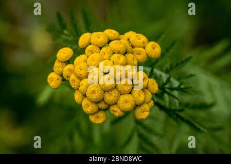 Gewöhnlicher Tanacetum vulgare in Blüte, Belgien Stockfoto