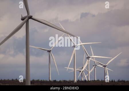 Whitelee Windfarm, Schottland, Großbritannien. Mai 2020. Im Bild: Die Whitelee Windpark gehört zu Scottish Power Renewables und ist mit 215 Turbinen der größte Onshore-Windpark Großbritanniens, der eine Gesamtleistung von 539 Megawatt Strom erzeugt, was für knapp 300,000 Haushalte ausreicht. Da die britische und die schottische Regierung eine Ausstiegsstrategie für die Sperrung des Coronavirus (COVID-19) planen, muss die Nachfrage nach einem erhöhten Stromverbrauch mit den Überlegungen und Verantwortlichkeiten von Klimaschutzplänen in Einklang gebracht werden. Quelle: Colin Fisher/Alamy Live News Stockfoto