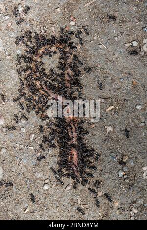 Schwarze Gartenameisen (Lasius niger) auf der Nahrungssuche an toten Regenwurm, Italien, Juni Stockfoto