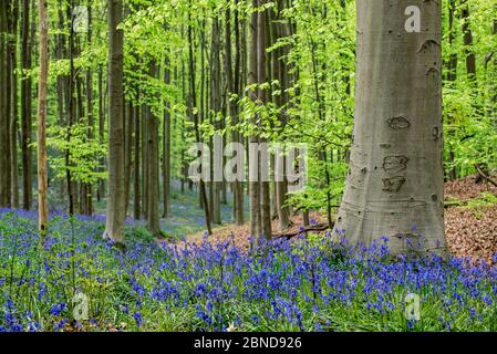 Blaubellen (Endymion nonscriptus) in Blüte im Buchenwald (Fagus sylvatica) im Frühjahr, Hallerbos, Halle, Belgien, April Stockfoto