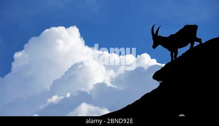 Silhouette des Alpensteinbockes (Capra Steinbock) gegen Gewitterwolken, Italienische Alpen, Nationalpark Gran Paradiso, Juni, digitale Komposit Stockfoto