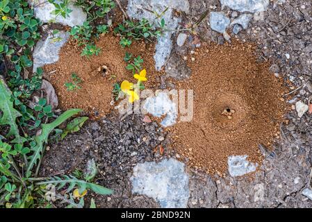 Kegelförmige Sandgrubenfallen von Antlions (Myrmeleontidae2, La Brenne, Indre, Frankreich, Juni Stockfoto