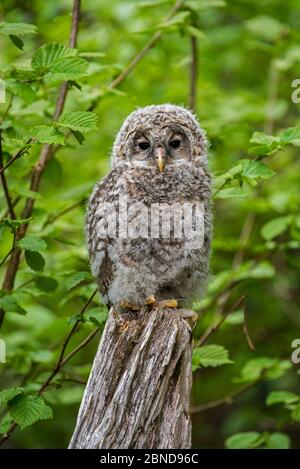 Uraleule (Strix uralensis) Jungvögel auf Baumstumpf im Wald, Nationalpark Bayerischer Wald, Deutschland, Mai. Gefangen. Stockfoto