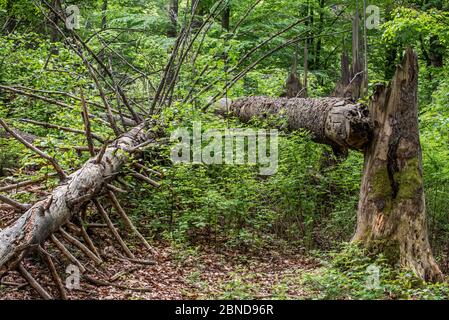 Sturmschäden im Wald mit gebrochenen Baumstämmen, die von Hurrikan-Winden gerissen wurden, Bayerischer Wald, Deutschland Stockfoto