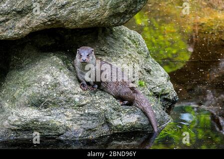 Europäischer Flussotter (Lutra lutra) auf Felsen sitzend, Nationalpark Bayerischer Wald, Deutschland, Mai. Gefangen. Stockfoto