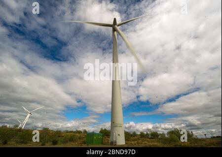 Whitelee Windfarm, Schottland, Großbritannien. Mai 2020. Im Bild: Die Whitelee Windpark gehört zu Scottish Power Renewables und ist mit 215 Turbinen der größte Onshore-Windpark Großbritanniens, der eine Gesamtleistung von 539 Megawatt Strom erzeugt, was für knapp 300,000 Haushalte ausreicht. Da die britische und die schottische Regierung eine Ausstiegsstrategie für die Sperrung des Coronavirus (COVID-19) planen, muss die Nachfrage nach einem erhöhten Stromverbrauch mit den Überlegungen und Verantwortlichkeiten von Klimaschutzplänen in Einklang gebracht werden. Quelle: Colin Fisher/Alamy Live News Stockfoto