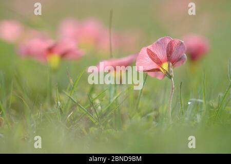 Gelbäugiger Sauerampfer (Oxalis obtusa) DeHoop Nature Reserve, Western Cape, Südafrika. Stockfoto