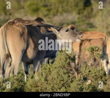 Junger Bulle Eland (Tragelaphus oryx) duftscht die umliegenden Kühe. DeHoop Nature Reserve, Western Cape, Südafrika. Stockfoto