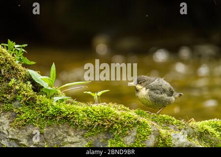 Weißkehltaupfer, (Cinclus cinclus) Jungling, Sachsische Schweiz / Sächsischer Schweiz Nationalpark, Deutschland, Stockfoto