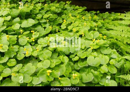 Alpine gelb-violett, (Viola biflora) Sachsische Schweiz / Sächsischer Schweiz Nationalpark, Deutschland, Mai Stockfoto