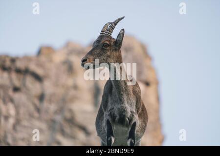 Close Portrait einer spanischen Bergziege, Spanischer Steinbock, in Sierra de Gredos, Avila, Spanien Stockfoto