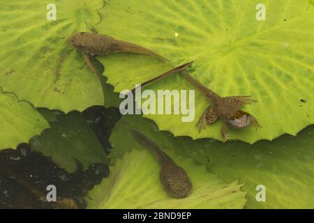 Amerikanische Bullfrog (Lithobates catesbeianus) Kaulquappe und Froglet zwischen Seerosenpfoten, Washington, District of Columbia, USA. Juli. Stockfoto