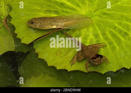 Amerikanische Bullfrog (Lithobates catesbeianus) Kaulquappe und Froglet zwischen Seerosenpfoten, Washington, District of Columbia, USA. Juli. Stockfoto