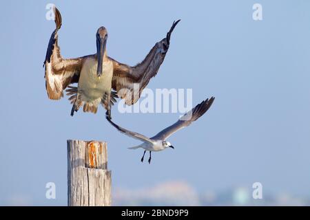 Braunpelikan (Pelecanus occidentalis) kommt auf dem Post mit Lachmöwe (Larus atricilla) an Land, Golfküste, Florida, USA, März. Stockfoto