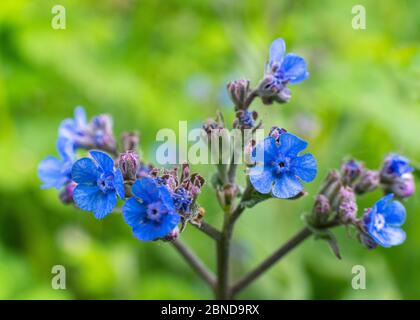 Blüte des winzigen blauen Pentaglottis sempervirens Stockfoto