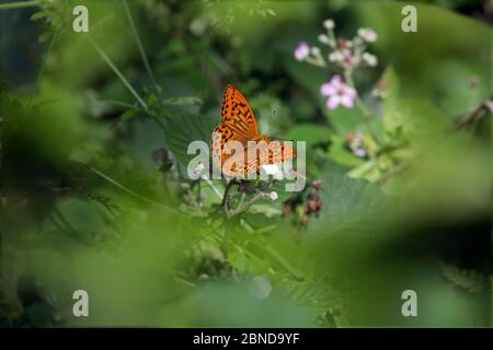 Silber-gewaschene Fritilläre (Argynnis paphia) Männchen mit fliegender Hoverfly (Syphriidae) holt Country Park, Norfolk, England, UK, Juli. Stockfoto