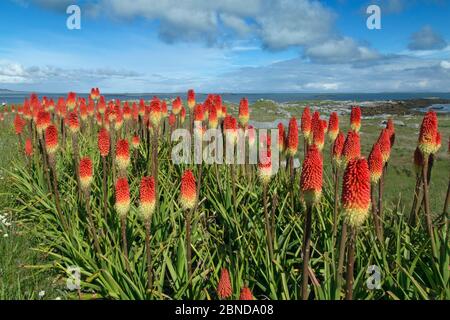 Red-hot Innenrüttler (kniphofia) im Garten, Loch Berneray, Hebriden, Schottland, UK, Juni. Stockfoto