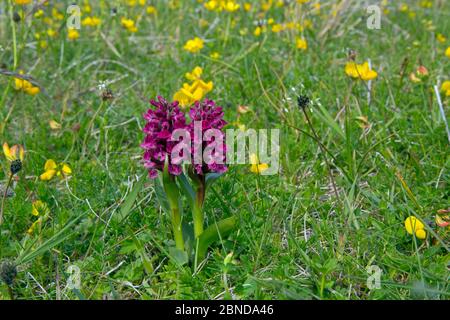 Nördliche Sumpforchideen (Dactylorchis purpurella) in Blüte unter Butterblumen, Machair, North Uist, Schottland, Großbritannien. Juni. Stockfoto