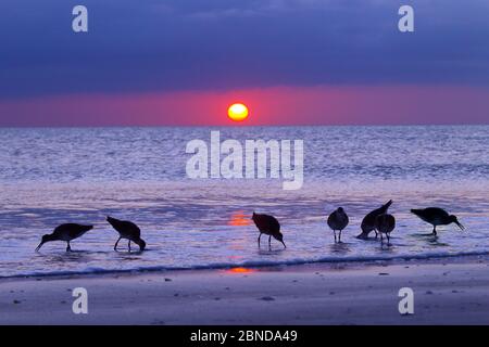 Willets (Catoptrophorus semipalmatus) Fütterung bei Sonnenuntergang Gulf Coast, Florida, USA, März. Stockfoto