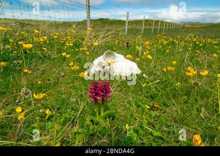 Nördliche Sumpforchideen (Dactylorchis purpurella) in Blüte unter Butterblumen, Machair, North Uist, Schottland, Großbritannien. Juni. Stockfoto