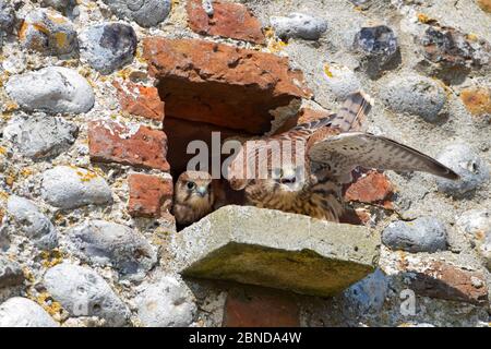 Kestrel (Falco tinnunculus) Männchen, das im Nest jung füttert, Norfolk, England, UK, Juli. Stockfoto