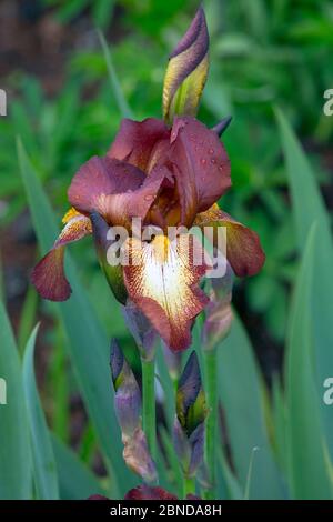 Kultivierte Iris Art 'Kent Pride' in Blüte im Garten. Stockfoto