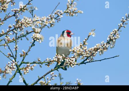 Goldfink (Carduelis carduelis) auf Schwarzdorn (Prunus spinosa) in Blüte, Norfolk, England, Großbritannien, April. Stockfoto