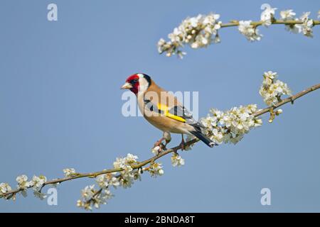 Goldfink (Carduelis carduelis) auf Schwarzdorn (Prunus spinosa) in Blüte, Norfolk, England, Großbritannien, April. Stockfoto