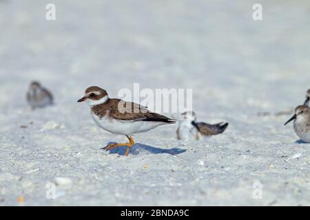 Semipalmattierpfeifer (Charadrius semipalmatus) mit Sanderlingen (Calidris alba) dahinter, Fort Myers Beach, Golfküste, Florida, USA, März. Stockfoto