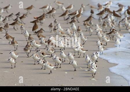 Sanderlings (Calidris alba) und Dunlins (Calidris alpina) ruhen, Fort Myers Beach, Golfküste, Florida, USA, März. Stockfoto