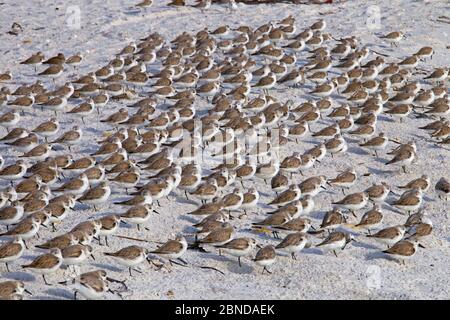 Sanderlinge (Calidris alba) und Dunlin (Calidris alpina) am Strand, Fort Myers Beach, Golfküste, Florida, USA, März. Stockfoto