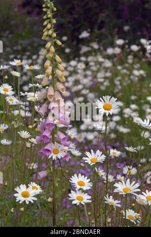 Garten mit Blumen einschließlich Ochsenkelchen (Leucanthemum vulgare) und Foxhandschuh (Digitalis purpurea) Stockfoto