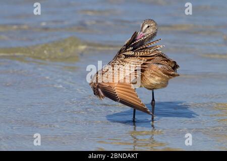 Marbled Godwit (Limosa fedoa) preening, Fort Myers Beach, Gulf Coast, Florida, USA, März. Stockfoto